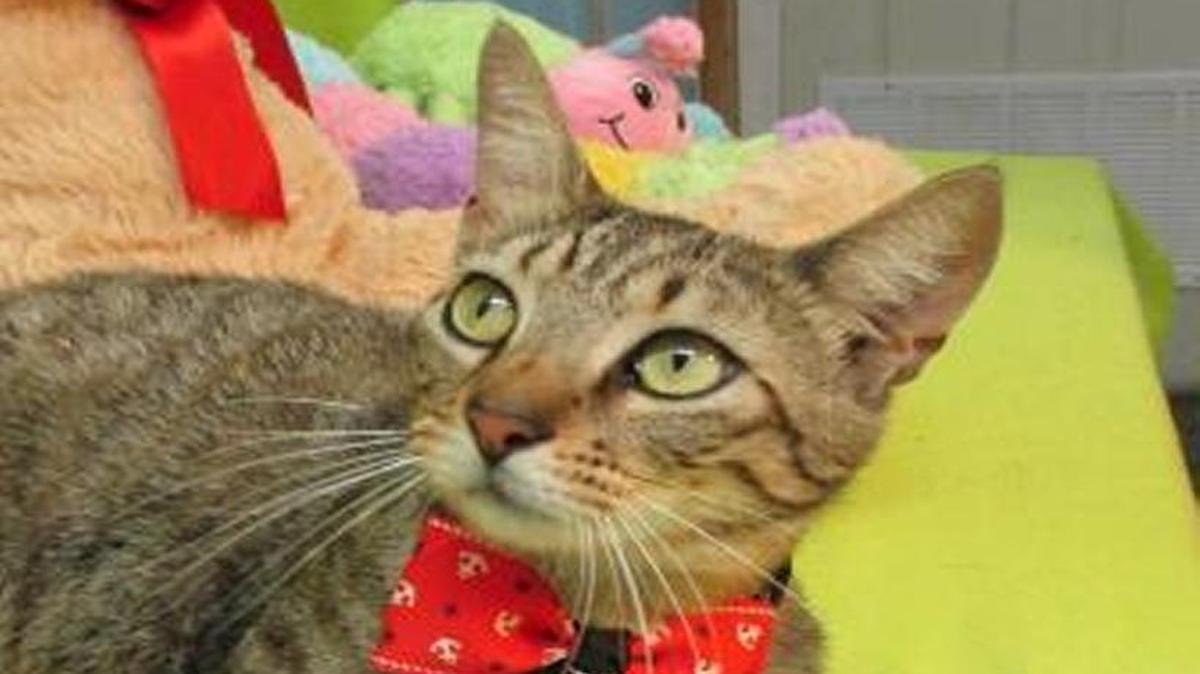 Buddy, who is just over a year old, is one of the cats available at the Picayune Animal Shelter for $10 throughout June.