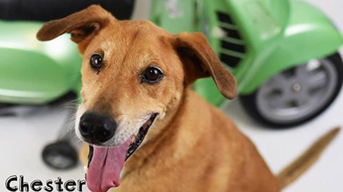 Chester (ID: 32161332), a 4-year-old brown male terrier mix, is one of at least 442 animals who need a home and are waiting at the Humane Society of South Mississippi in Gulfport.