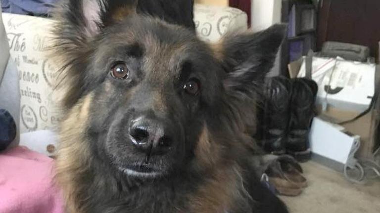 South Mississippians love their pets!