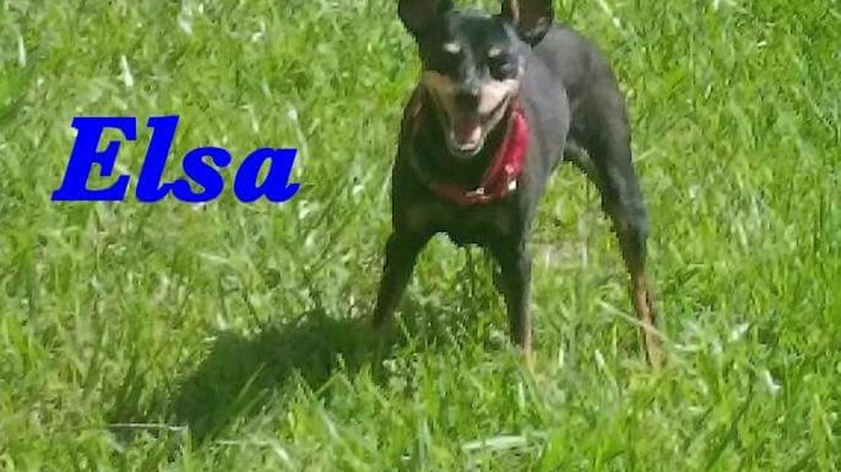 Elsa, 17-year-old miniature pinscher, is one of Underdog Animal Society’s foster dogs.