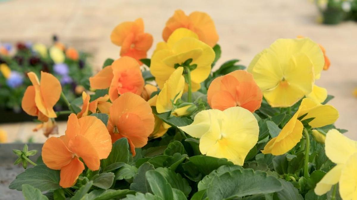 Pansies such as this Amber mix Matrix selection without the traditional dark blotch are referred to as clear and are great for displaying pure color.