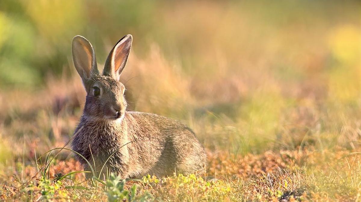 In a photo from Henri Quatre, a European rabbit. Scientists have often recounted a story about the domestication of rabbits involving a pope and Lent. But a new report says it’s just not true.