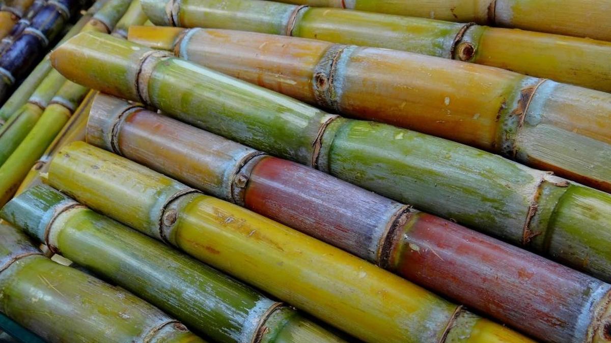 When de-leafed and cut into pieces, sugar cane resembles bamboo. Both plants are important sources of fiber, but of course sugar cane is best known for its sweetness and use in sugar production.