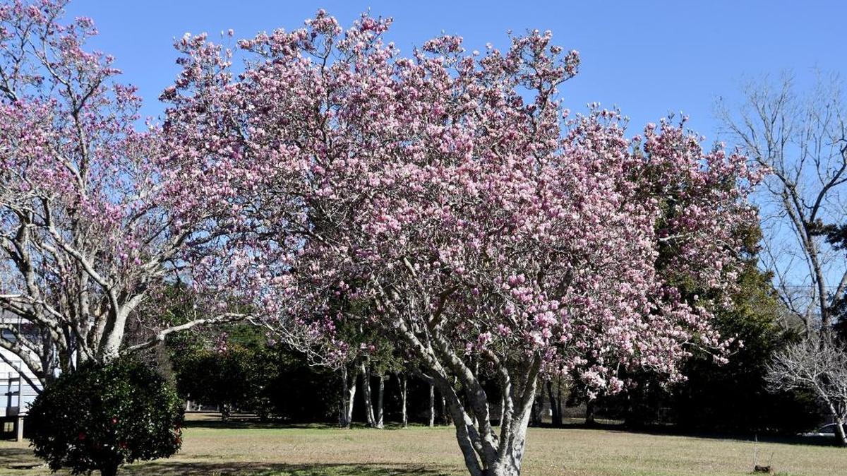 Saucer magnolia is considered a small tree and can be pruned after flowering to control its size.