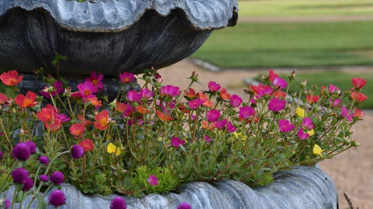 Purslane such as this Mojave Mixed selection, thrive in patio containers and hanging baskets that take advantage of their spreading and trailing growth characteristics.