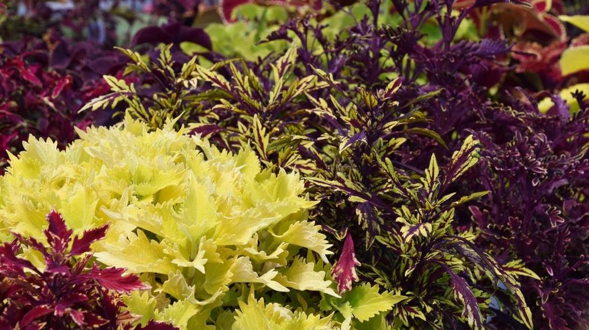 The Kong coleus has massive foliage leaves and thrives in shady areas of the landscape.