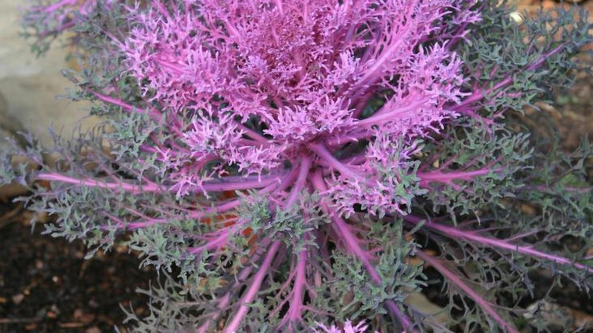 Peacock red kale lives up to its namesake, displaying beautiful sprays of foliage with rose-red centers and green outer leaves.