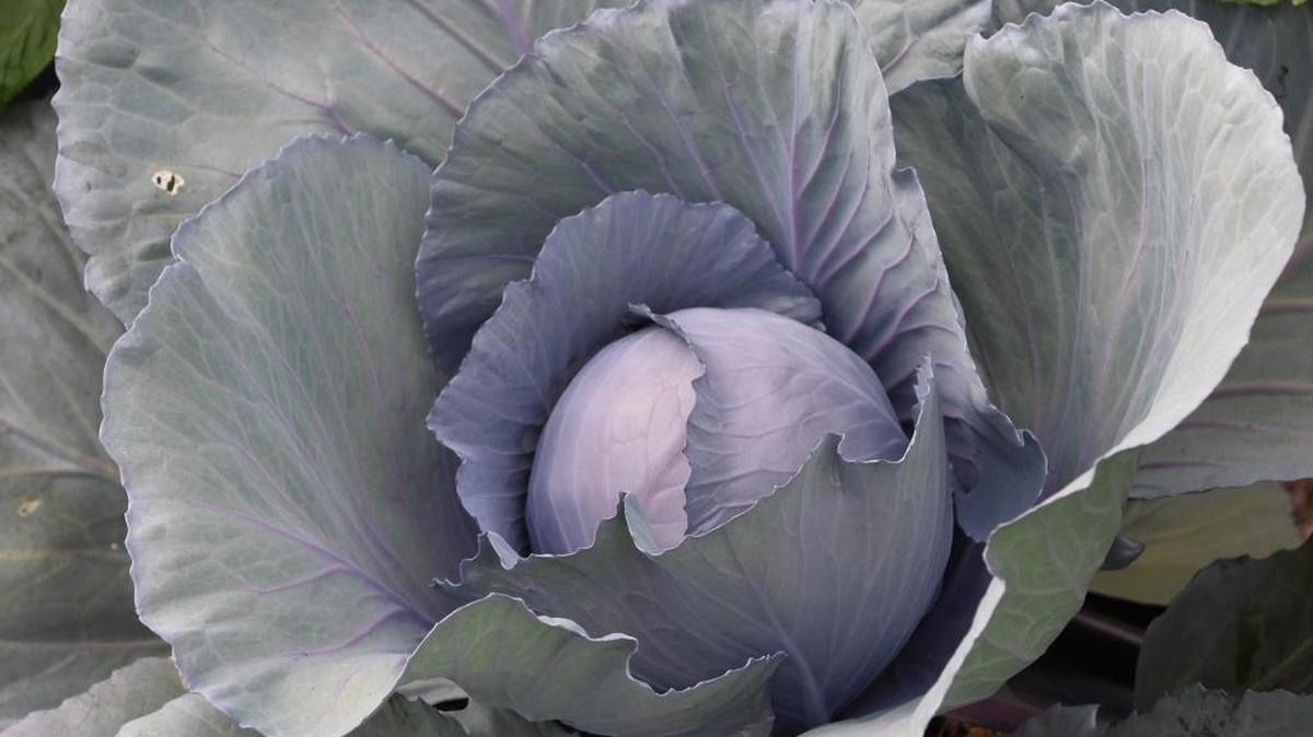 Red selections of ornamental kale and cabbage are especially beautiful in winter, such as this red cabbage displaying a beautiful edible head.