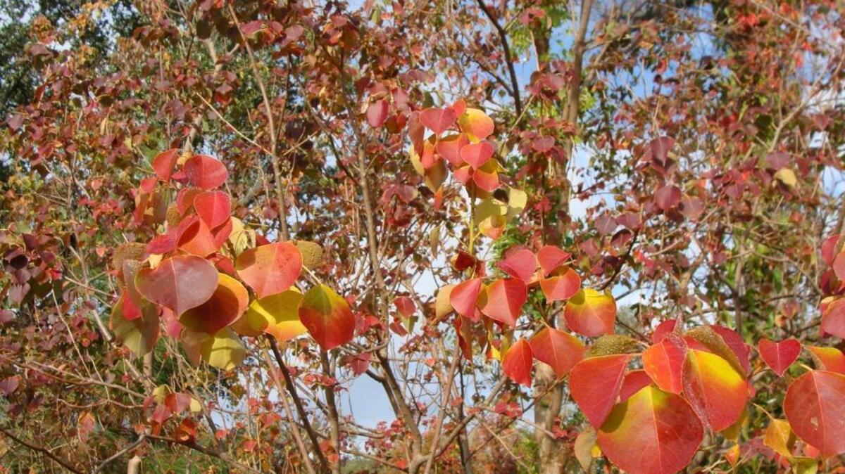 The Chinese tallow tree, or popcorn, can be beautiful this time of year. But it’s an invasive species that the Mississippi Foresty Commission is hoping to eradicate.