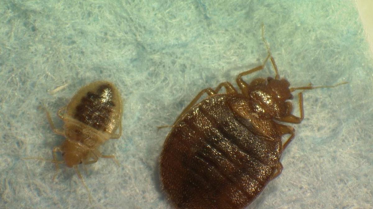 This photo provided by Virginia Tech Department of Entomology shows mother and child bed bugs. The tiny reddish-brown insects, last seen in great numbers prior to World War II, have been on the rebound in recent years, infesting college dormitories, hospital wings, homeless shelters and swanky hotels.