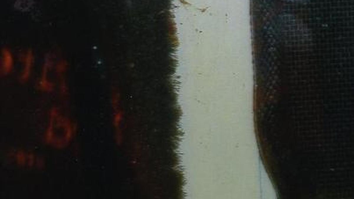 The photographer gives herself a D grade for the quality of this photo, taken at night, through glass with needed flash, but what else could serve as proof that vertical snakes can maneuver on glass.