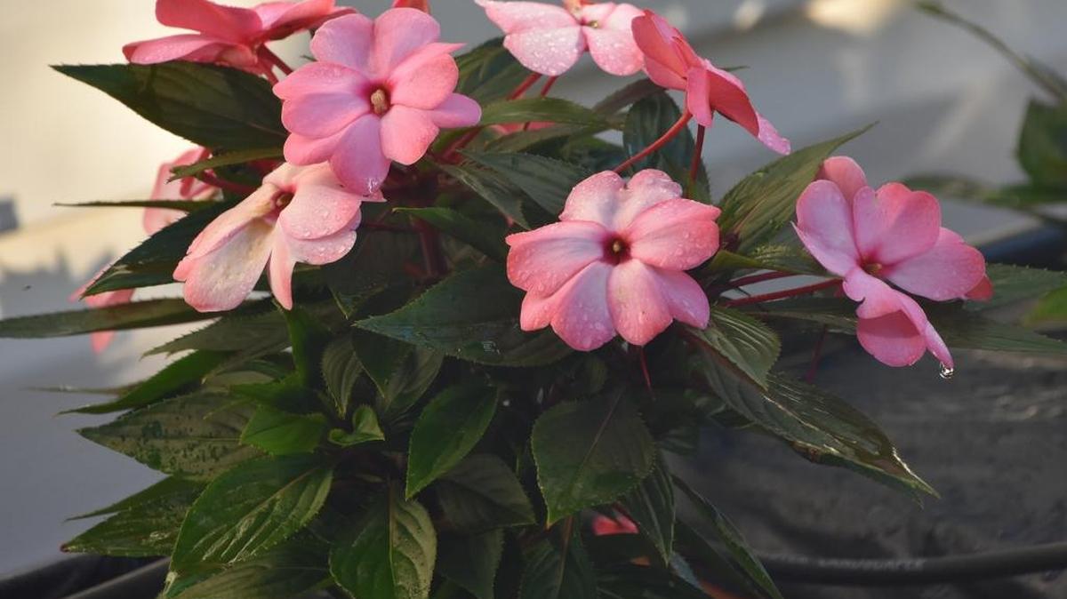 New Guinea impatiens are strictly a shade-loving plant that can complement their sun-loving cousins, the Sunpatiens.