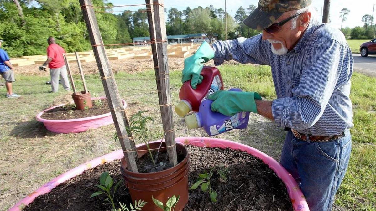 Del Banowetz waters his carrots and peppers earlier this year at 34th Street Wholistic Gardens in Gulfport. The 24th Street Wholistic Gardens invites volunteers to help in the community garden.