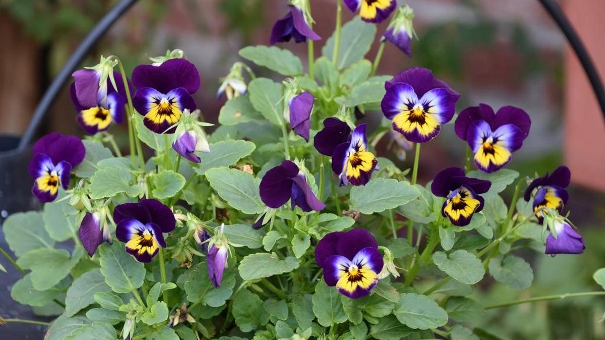 Violas such as these Sorbet Midnight Glow are great performers for containers, as long as gardeners keep the soil consistently moist.