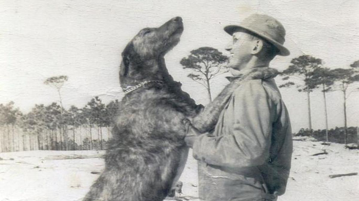 Arthur Lang works with a pack of Irish and Russian wolfhounds at a secret dog-training facility at Cat Island operated by the Army in World War II.