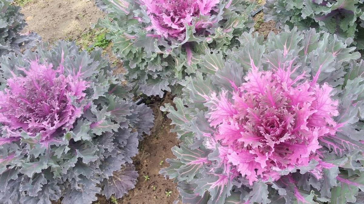 Coral Queen is a newer kale growing in Mississippi State University trial gardens. The foliage has a bright-red center with purplish-green edges.