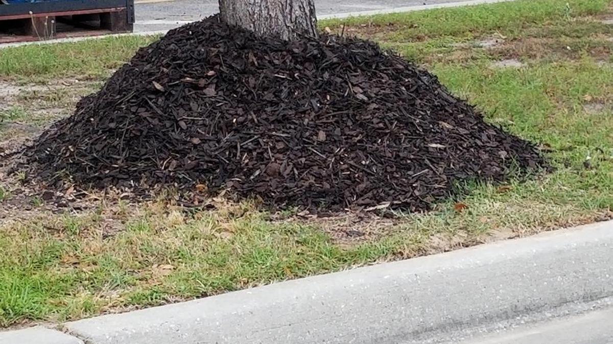 Don’t mulch trees like this. Mulching offers significant benefits, but a layer should be only 2 to 3 inches deep and pulled away from the tree trunk.
