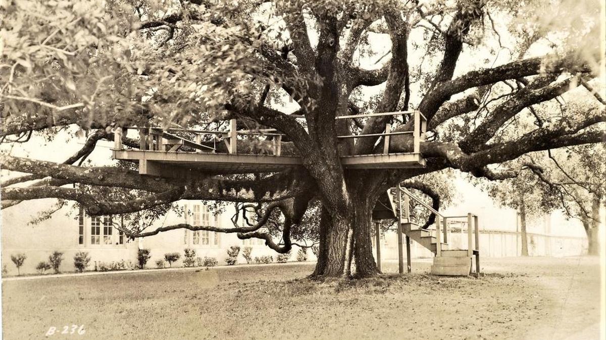 Not long after Gulf Park College for Women opened, a platform was built in Friendship Oak so poet-in-residence Vachel Linday could teach classes in the Long Beach tree. Later versions of this platform were designed to be self-supporting and not put stressful weight on the tree.