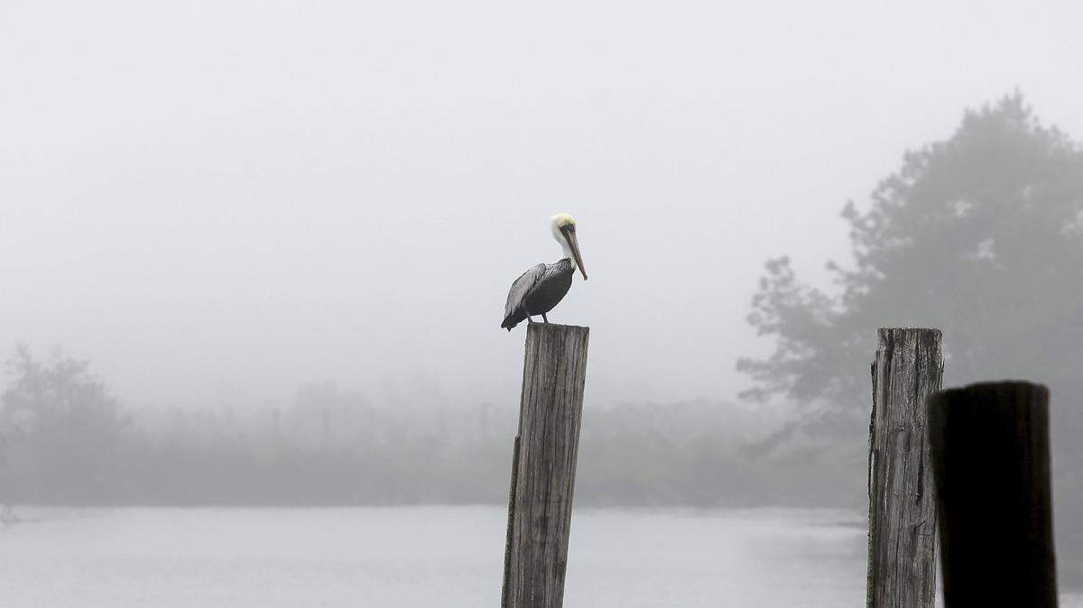 AMANDA McCOY/SUN HERALD/FILE
A pelican roosts on a post in the fog at Kremer Landing on Friday in Gulfport. Federal authorities are investigating the death of a pelican on Sunday, Feb. 7, 2016, after the Pass Christian parade