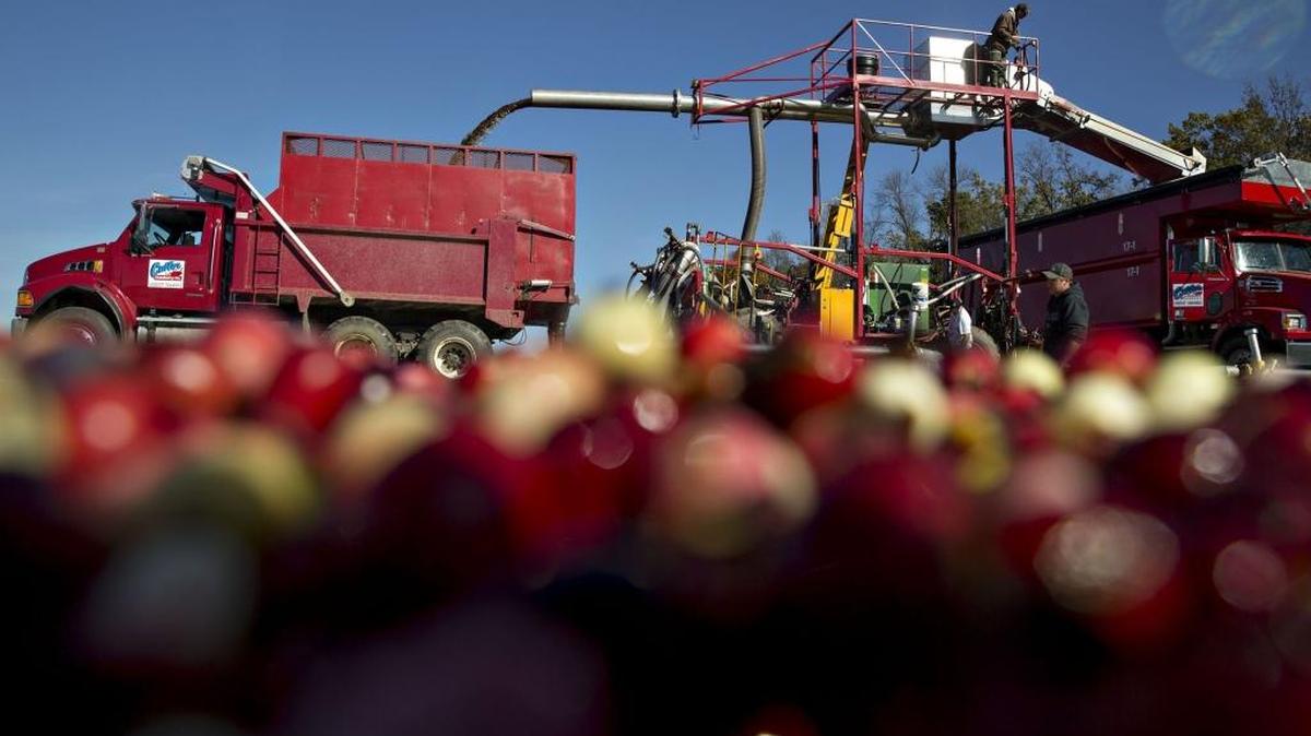 Cranberries are harvested from a flooded bog in Camp Douglas, Wisconsin, on Oct. 18, 2017.