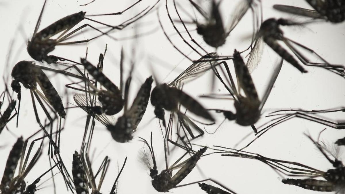 In this Jan. 27, 2016 file photo, samples of Aedes aegypti mosquitoes, responsible for transmitting dengue and Zika, sit in a petri dish at the Fiocruz Institute in Recife, Pernambuco state, Brazil.