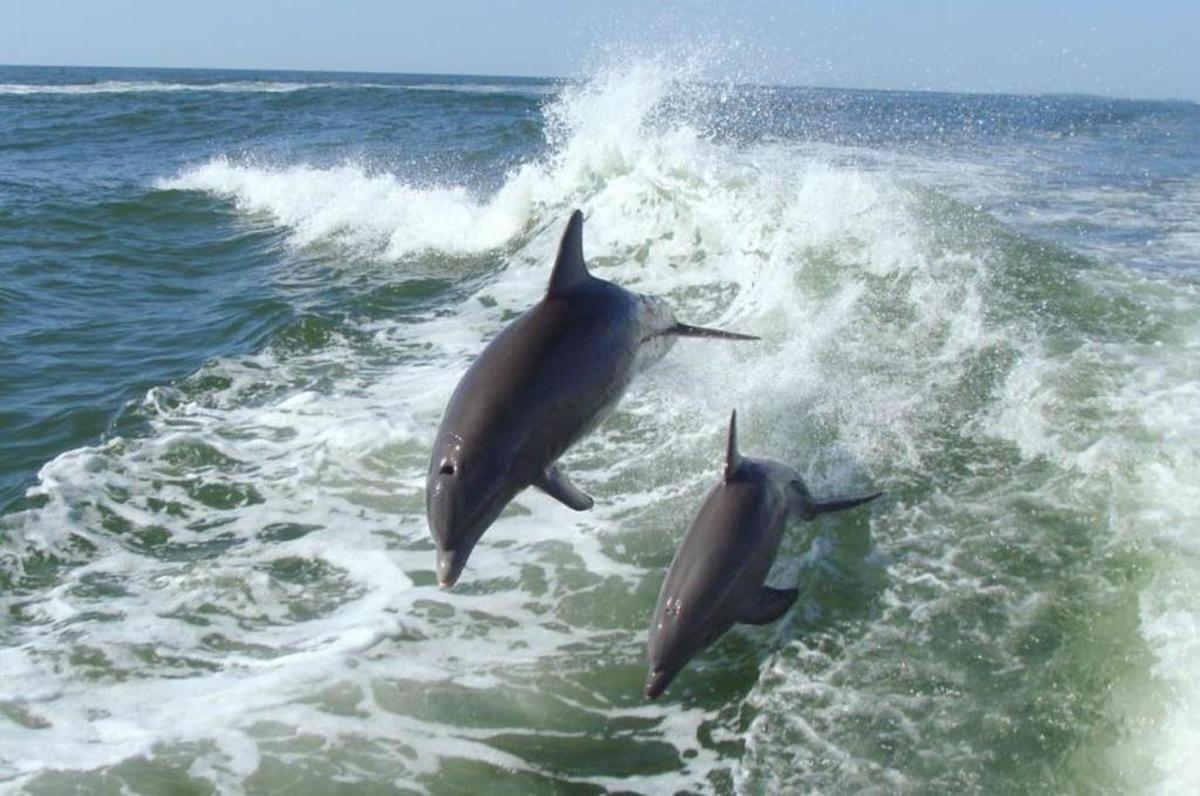 It’s likely that dolphins are exposed to fentanyl and other drugs through their diet of fish and shrimp, which are already contaminated through the water.