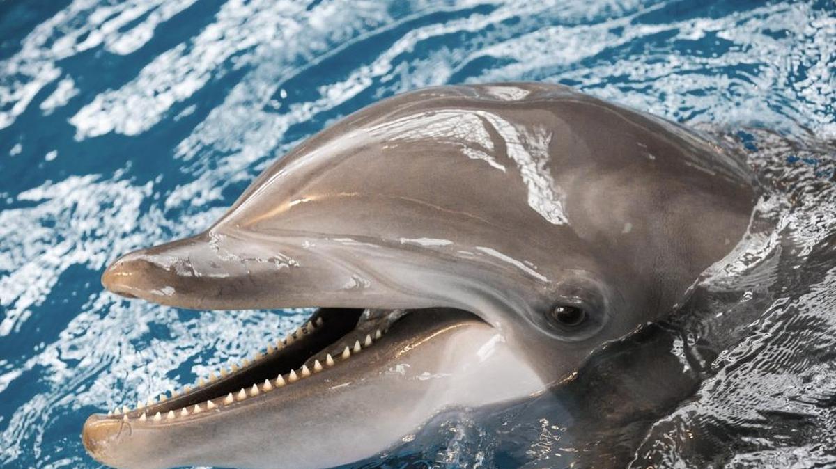 A team of scientists in the United Kingdom and the U.S. recently reported the discovery of pathological signs of Alzheimer’s disease in dolphins, animals whose brains are similar in many ways to those of humans.