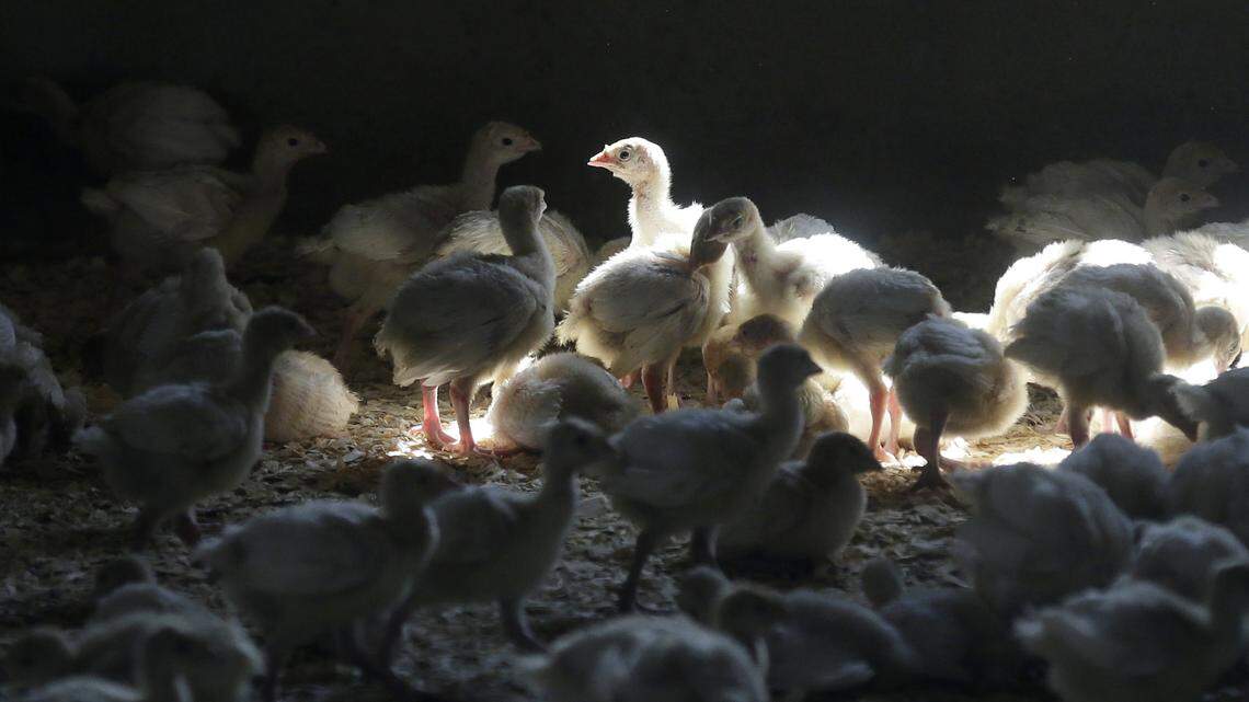 A NC State University virologist is warning that the higly pathogenic avian flu found in a Johnston County turkey flock severely impacts birds and could threaten North Carolina’s economy. This photo shows a flock of young turkeys in a Mason, Iowa, farm after it was restocked in August 2015.