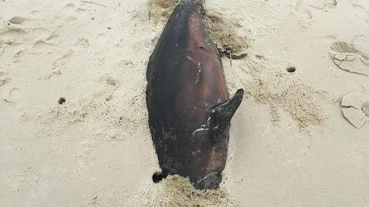 This dolphin was found dead on Horn Island on Tuesday. It is the ninth reported dolphin death of 2017.