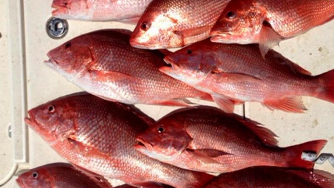 Red snapper season opens in Mississippi on Friday. Here's what you need to know.
