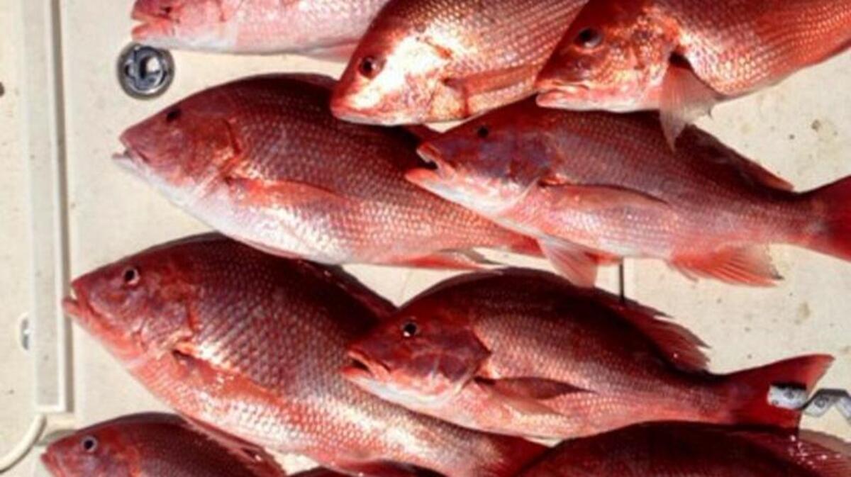 The red snapper season for charter boats in waters off the Mississippi Coast opens June 1. The season opens May 25 for recreational fishermen.