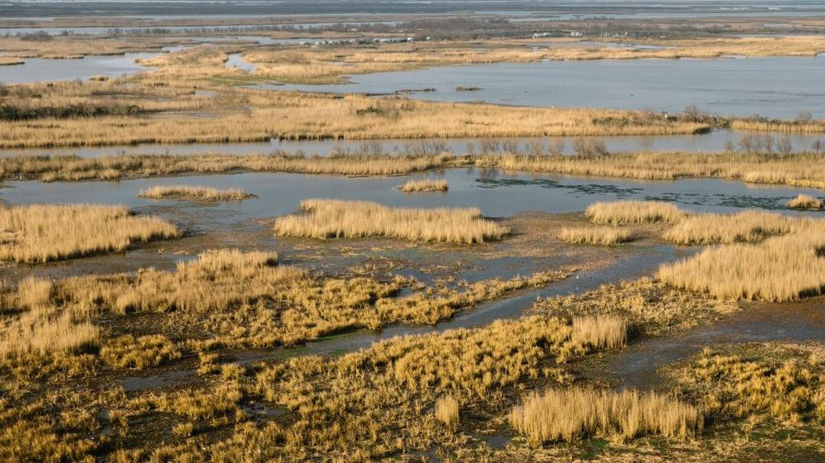 Thin strands of roseau cane grow in the coastal wetlands near the mouth of the Mississippi, in Plaquemines Parish, La., Feb. 5, 2018. The tall and hardy reed that binds together some of Louisiana’s most delicate stretches of coastline is being devastated by a plague of foreign insects, Nipponaclerda biwakoensis, commonly known as a scale.