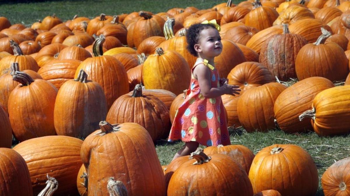 Young Sophie Ramsey wanders through a maze of pumpkins at the Church of the Redeemer pumpkin patch in Biloxi in 2012.
