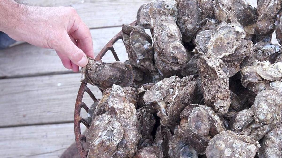Oyster season will reopen on Wednesday, bringing with it the hope for fresh oysters for Thanksgiving.