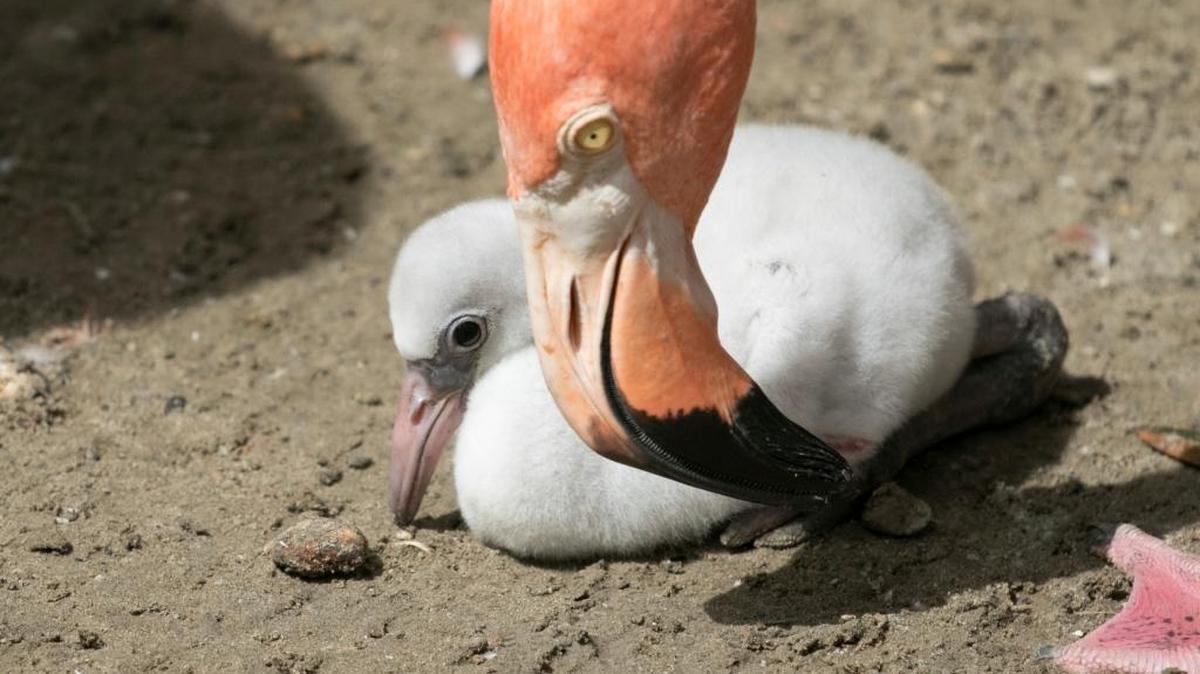 In this July 14, 2017, photo, a flamingo chick sits next to an adult one at the Audubon Zoo in New Orleans. The fuzzy flamingo chick is running around after its parents in New Orleans' zoo, and the Audubon Zoo's curator of birds says it's a very precocious critter.