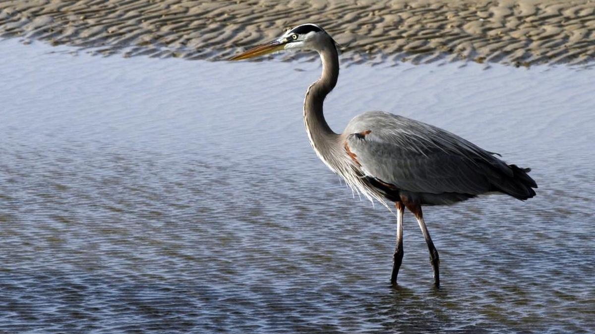 A Great Blue Heron wades in the surf. On Wednesday at the Pass Christian Public Library, birding authority Barbara Bowen will conduct hands-on demonstrations about birds. The program begins at 10:30 a.m.