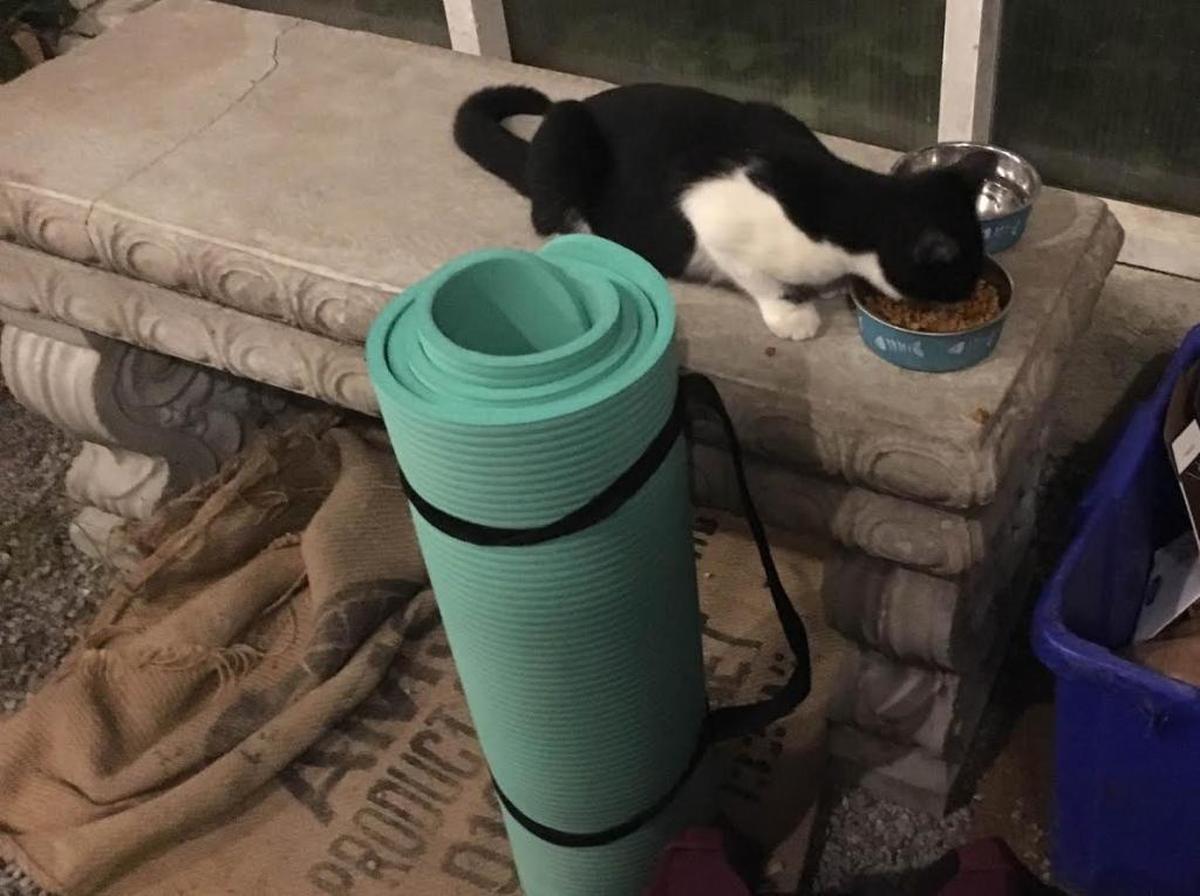 This frisky feline enjoys yoga at The Greenhouse on Porter in Ocean Springs.