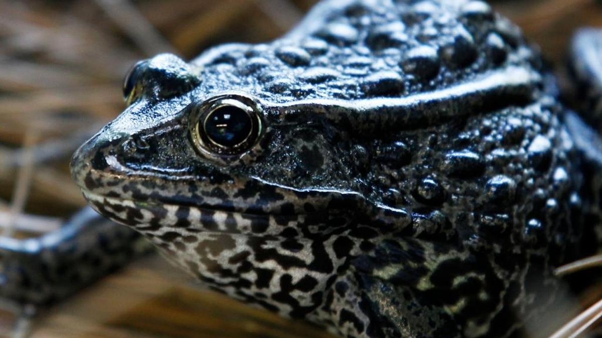 In this Sept. 27, 2011 file photo, a gopher frog is seen at the Audubon Zoo in New Orleans.