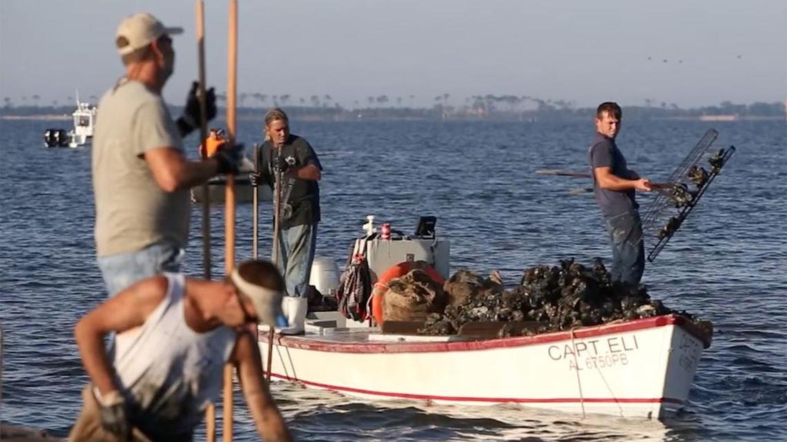 Expansion of MS oyster farming a bust so far, but the Legislature is giving it another try