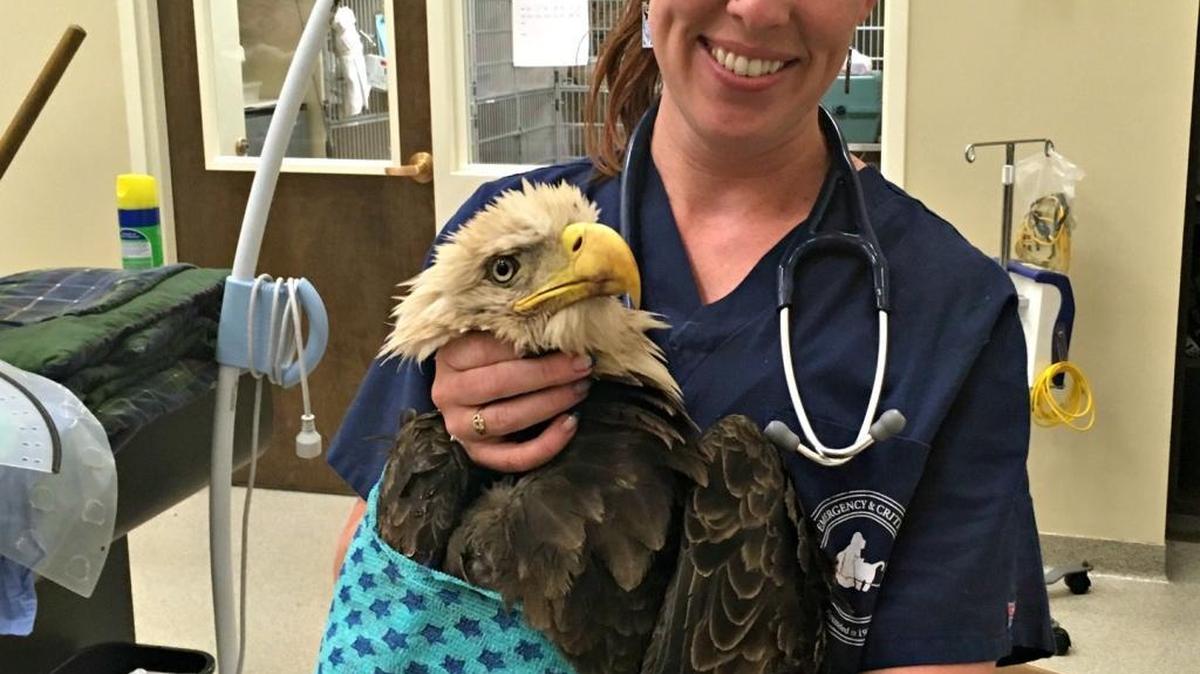 Dr. Sarah Burke treated this eagle, dubbed Warren, Monday morning at Gulf Coast Veterinary Emergency Hospital in Biloxi. Warren is now at LSU for evaluation of a fractured right wing.