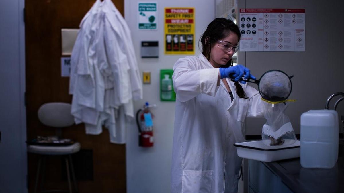 Graduate student Danielle Martinez strains the stomach contents of an urban coyote at Cal State Fullerton on March 16, 2018, in Fullerton, Calif.