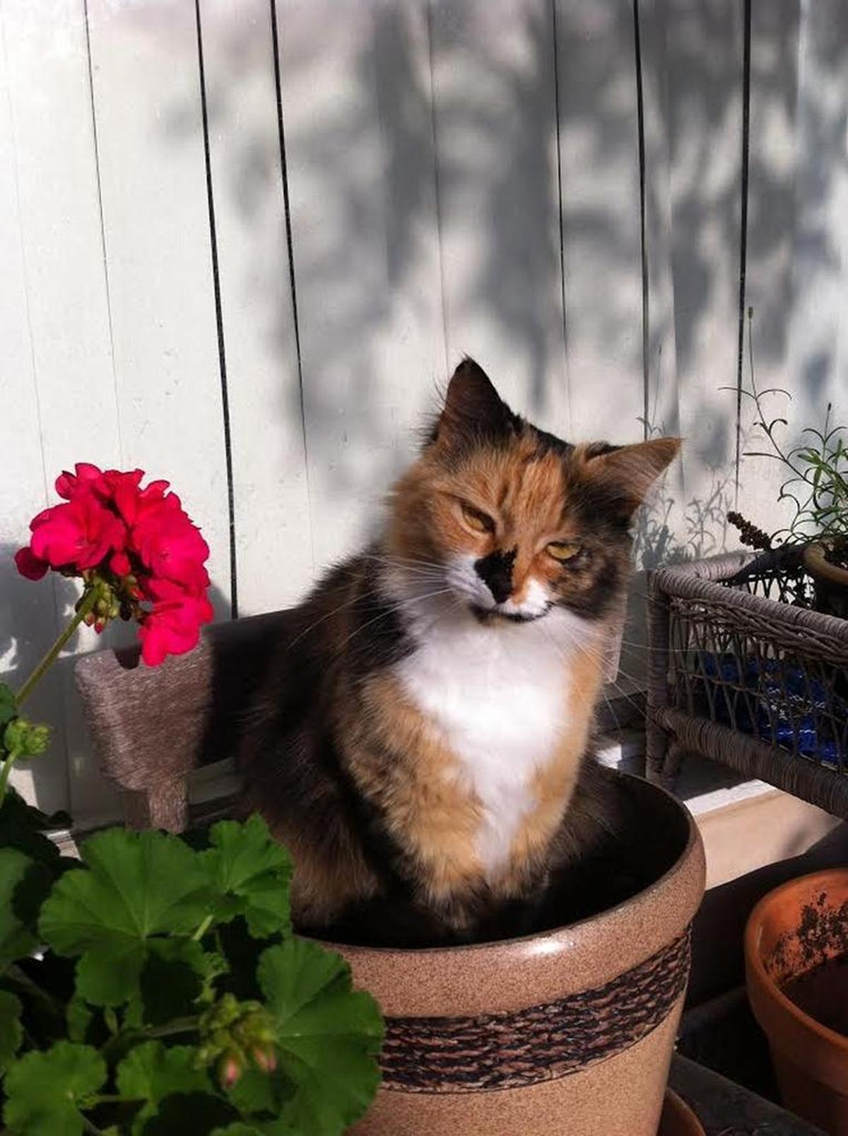 Potted Cynthia