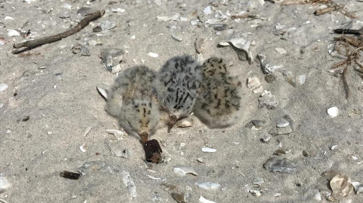 A newly hatched Least Tern chicks are downy. These are from one of the Mississippi colonies before Tropical Storm Cindy. Sadly, most of them didn’t make it through the storm.