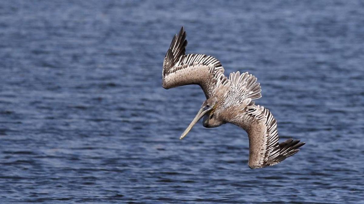 After gaining altitude, a brown pelican banks hard to the left and dives at the Gulfport Small Craft Harbor. Pelicans work in tandem to drive fish closer to the shallows, making them easier to catch.