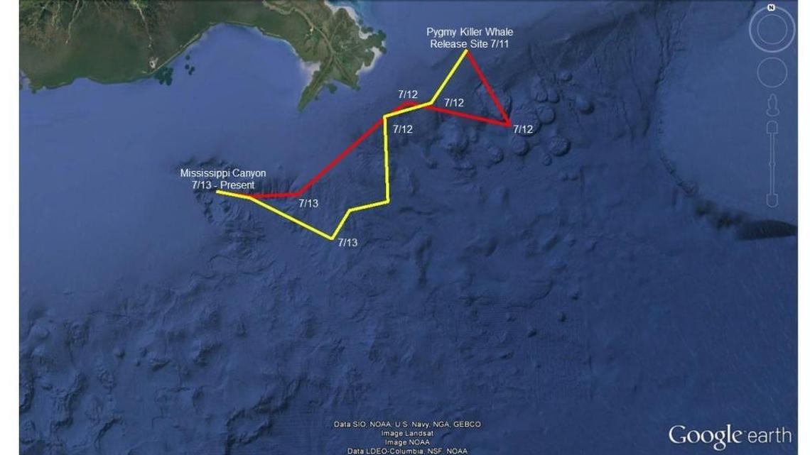 Satellite tracking shows that two pygmy whales that were released into the Gulf of Mexico last week have traveled more than 200 miles.