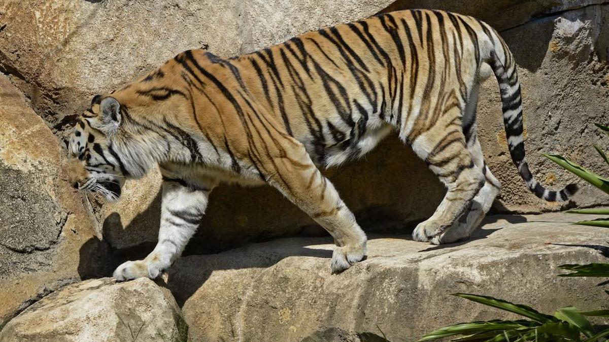 LSU’s Mike the Tiger died Tuesday in his night house.