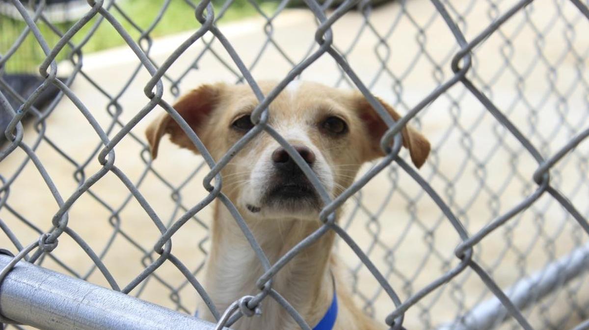 In this file photo, one of 60 dog rescued from a hoarding situation in Bay St. Louis peers through the cage where it now lives at Hancock Animal Shelter. The Jones County Sheriff's Department is investigating a possible animal cruelty situation after an anonymous tip was give to the Southern Cross Animal Rescue.