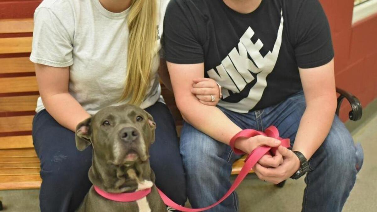 Ashley Johnson and her fiancé, Mark Garriga, have added FeFe as the second 4-year-old pit bull in their household. FeFe’s journey to the Humane Society of South Mississippi was a tragic one, but she’s doing well now.