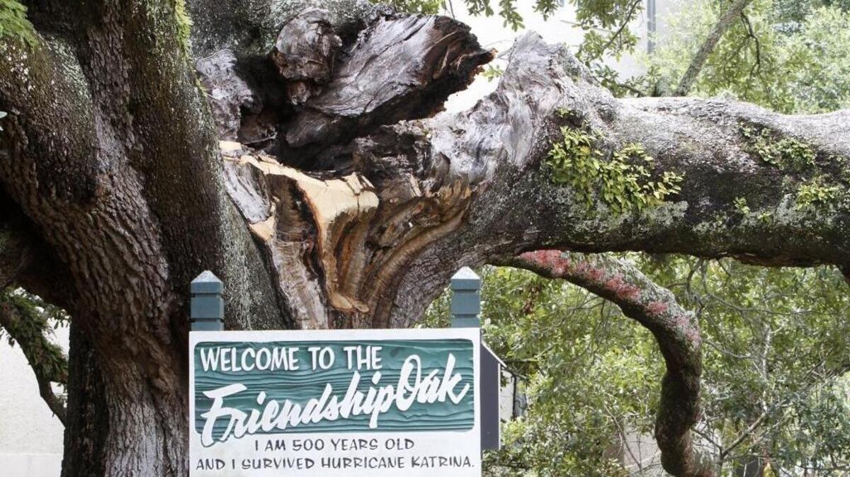 A large chunk of the Friendship Oak fell from the base of the historic tree at the Southern Miss Gulf Park campus, Friday, Aug. 4, 2017.