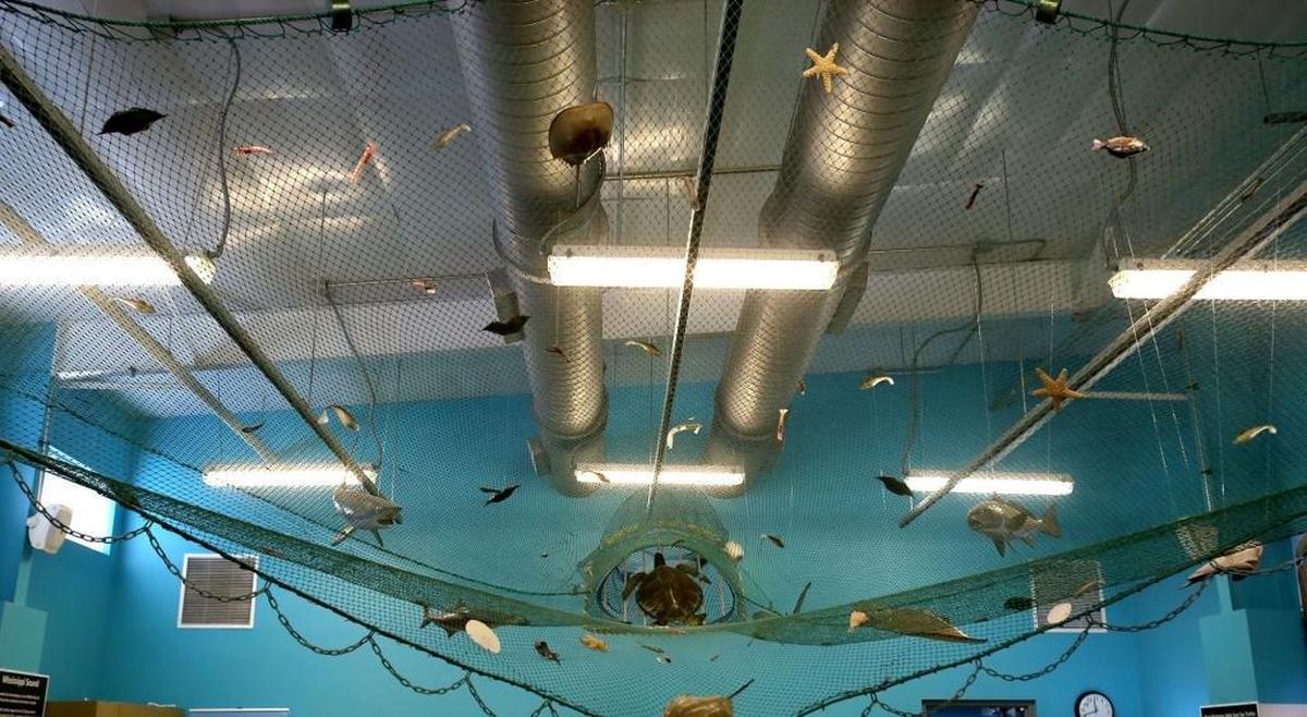 A turtle-excluder device hangs from the ceiling at IMMS in Gulfport. It shows how the device allows turtles a way out when caught in a fisherman’s net.